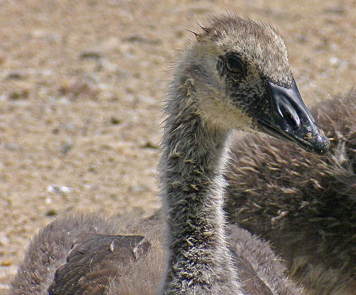 A Fluffy Head