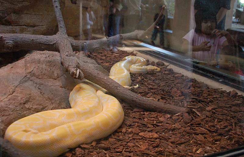 Burmese Python