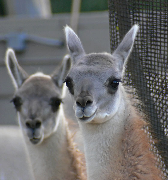 Llama Doubles