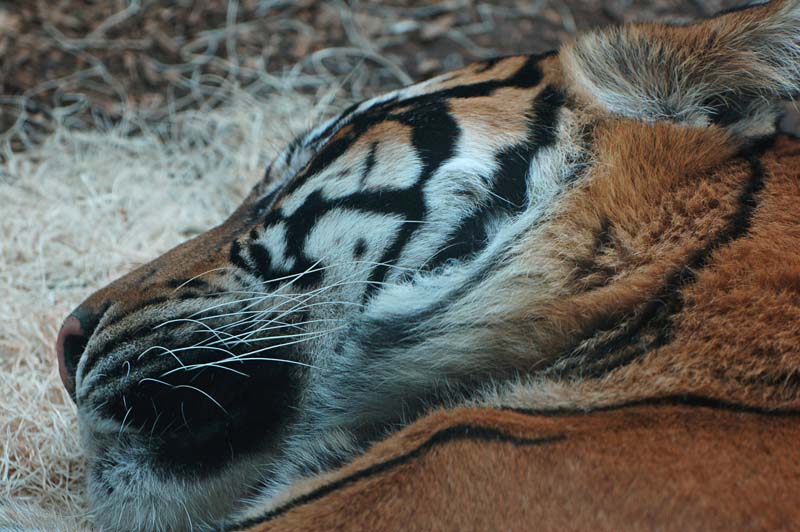 Tiger Whiskers