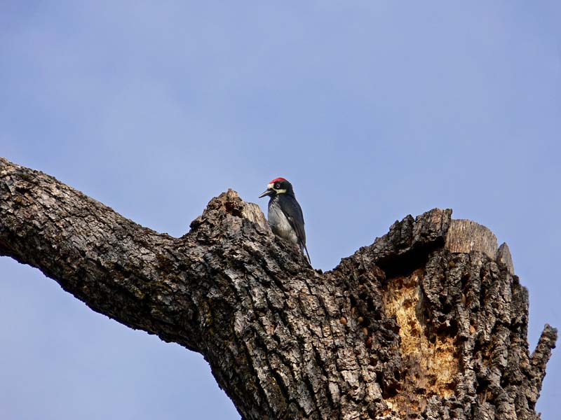 Acorn Woodpecker