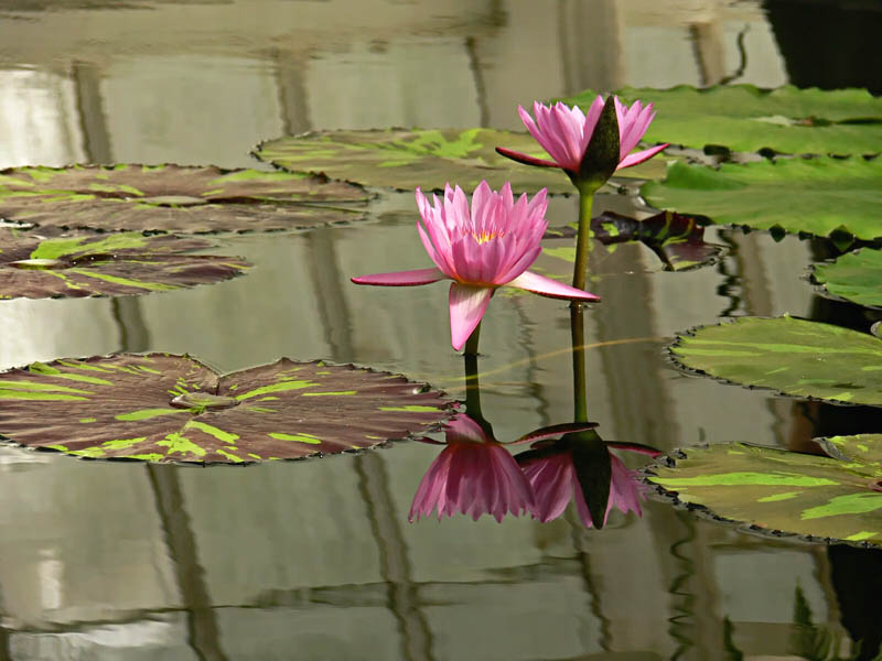 Pink Water Lilies Reflected