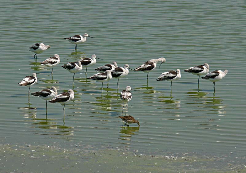 Avocets and a Short-billed Dowitcher