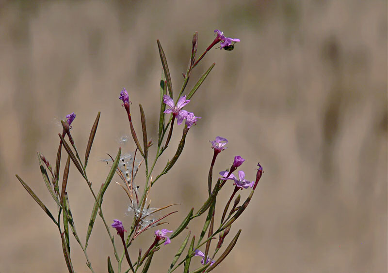 Purple Wildflower & Seeds