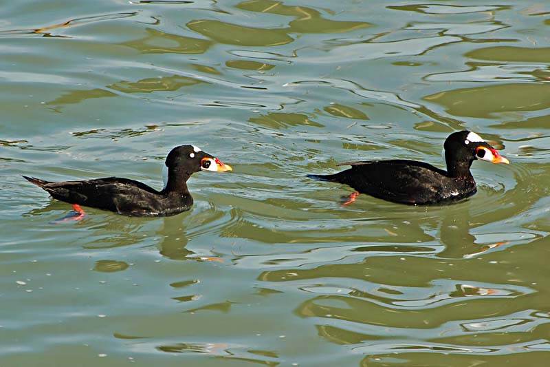 Two Surf Scoters