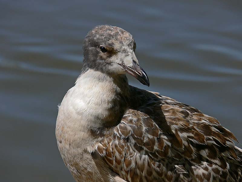 Another Young Gull