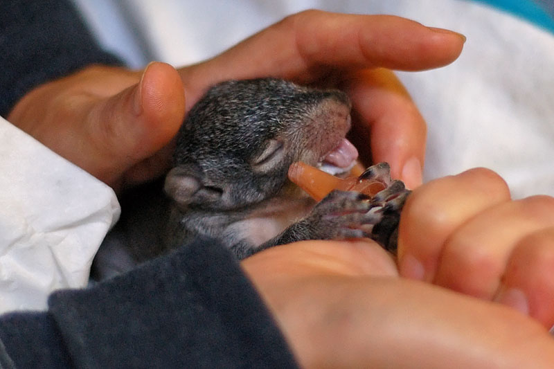 Tiny Tongue