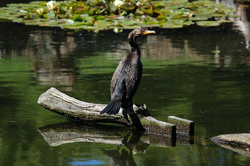 Double Crested Cormorant on a Log