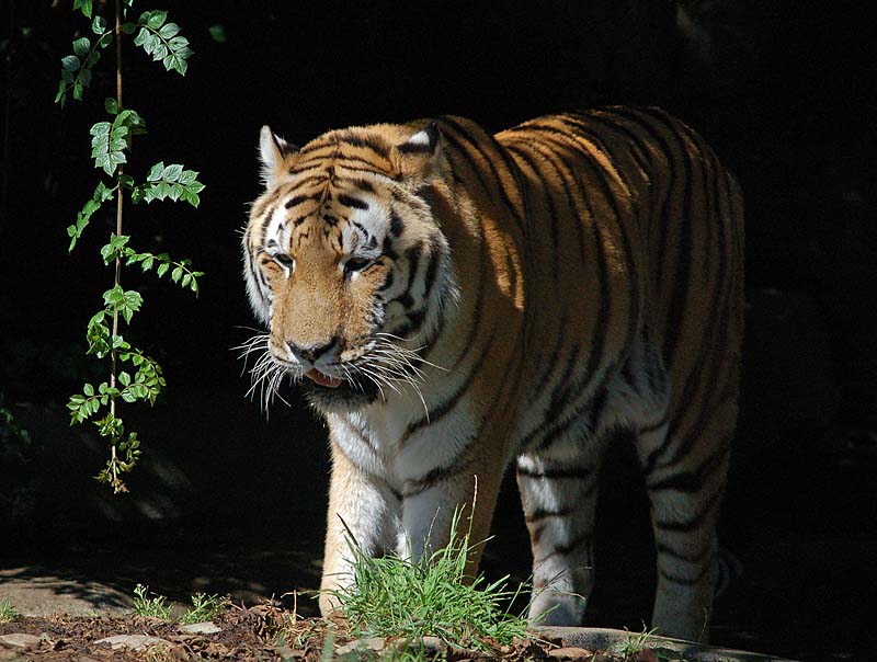 Tiger and Leaves