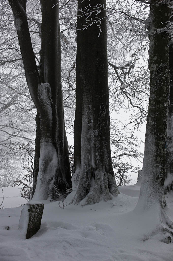 Black Forest Winter