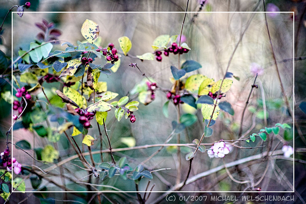 Blooming shrub in an unusual warm winter