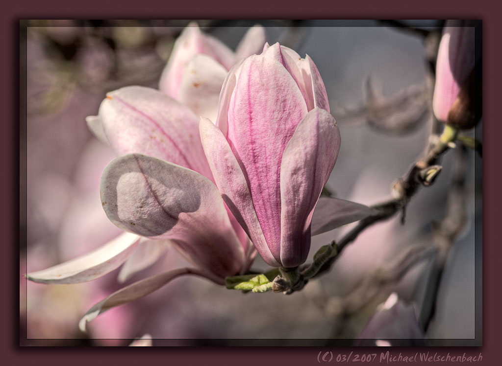 Magnolia III