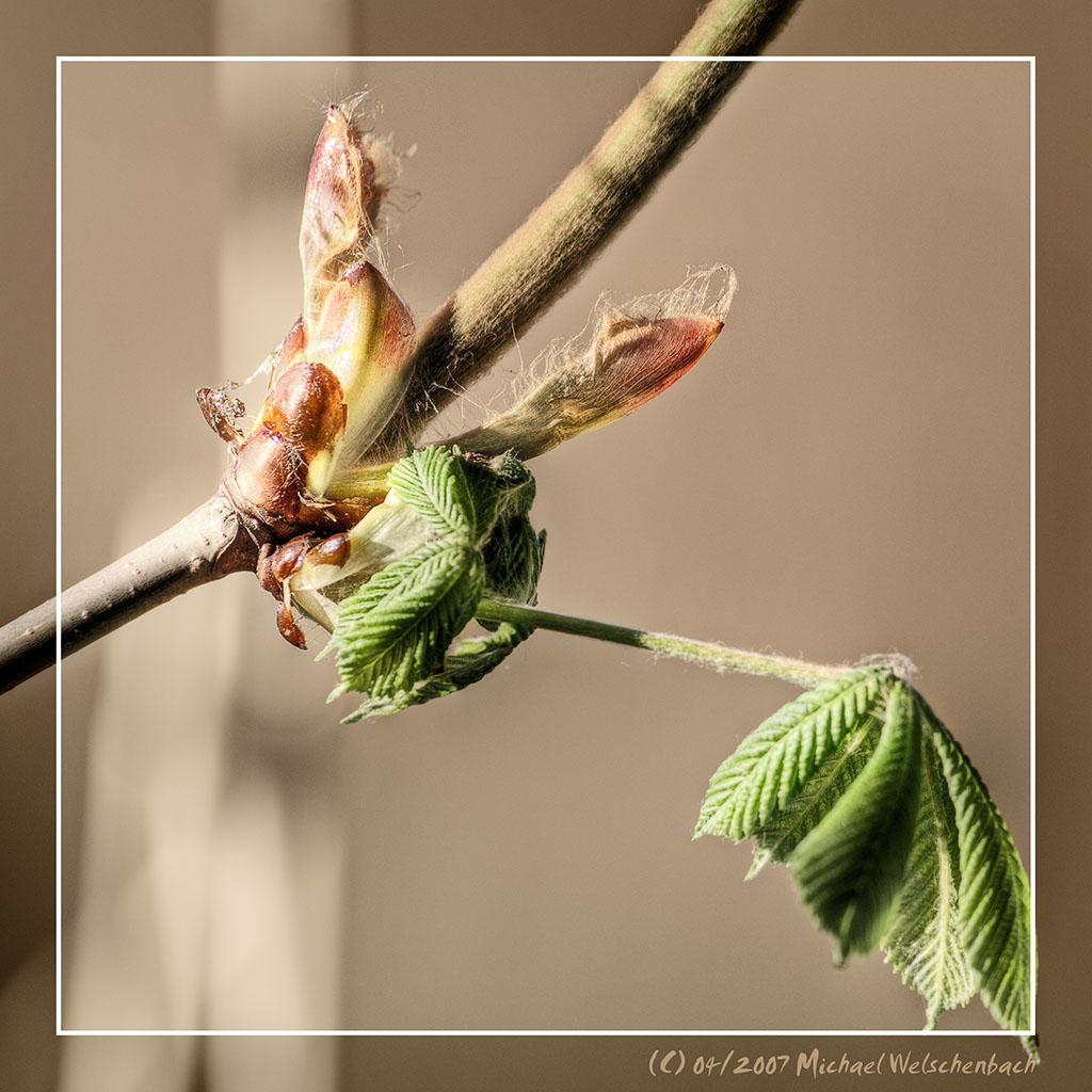 Spring II