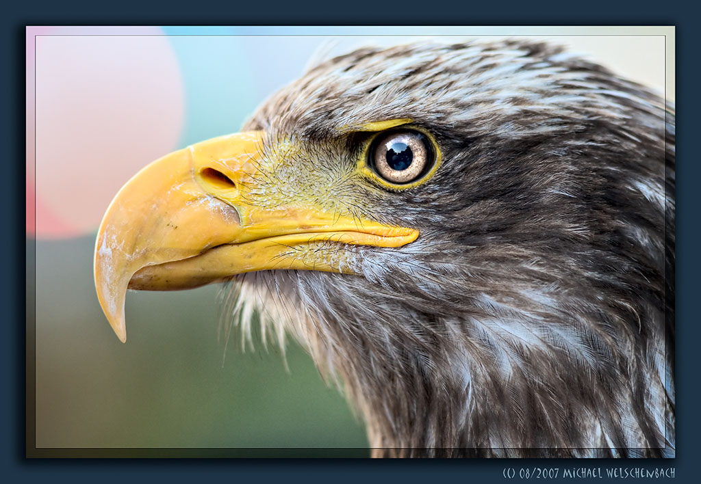 Bald Eagle (juvenile)