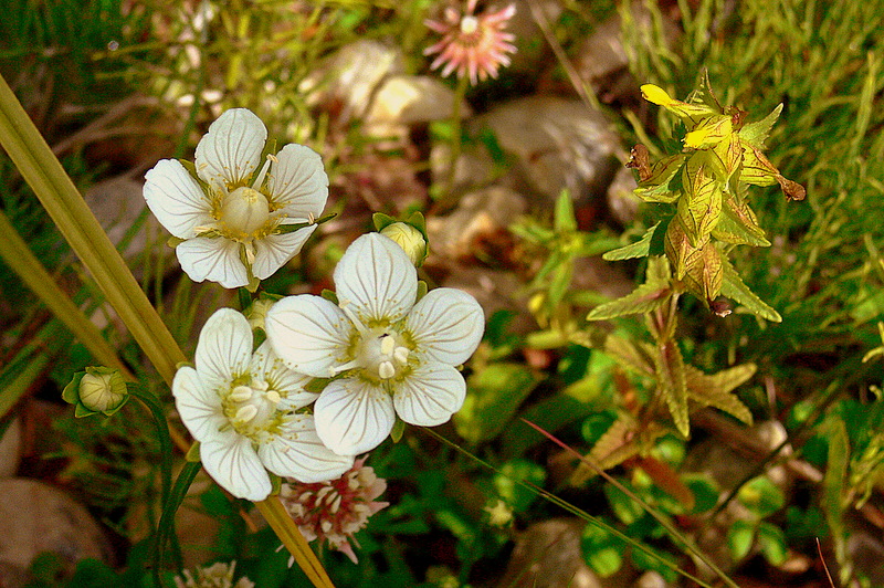 NORTHERN GRASS-OF-PARNASSUS.JPG