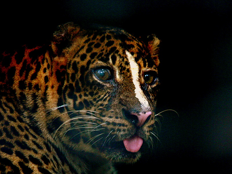 OLD LEOPARDjpg