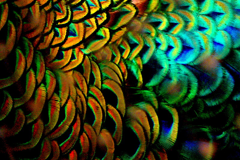 SCALLOPED.jpg