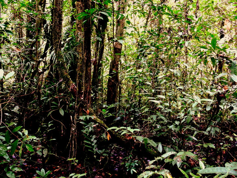LOWLAND FOREST.JPG