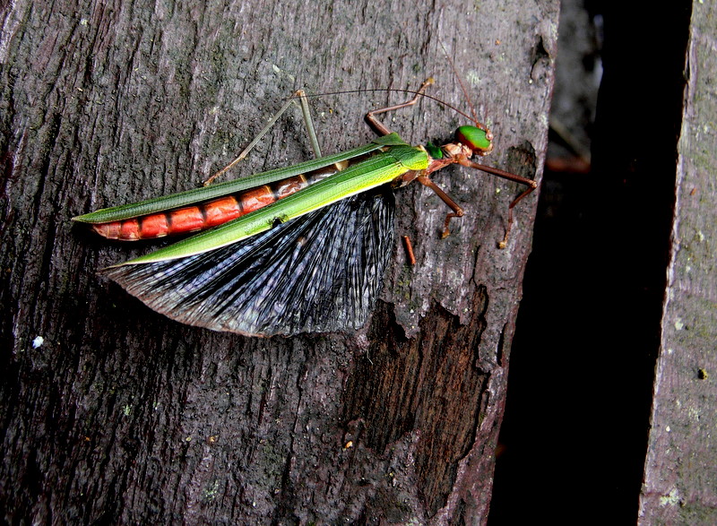 PHASID COLOUR.JPG