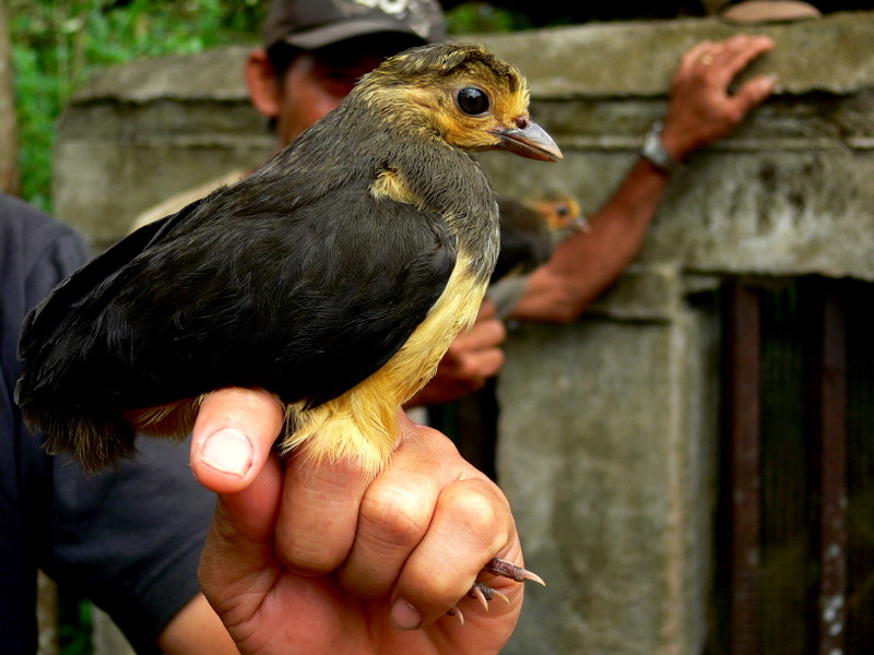 DAY OLD MALEO.JPG