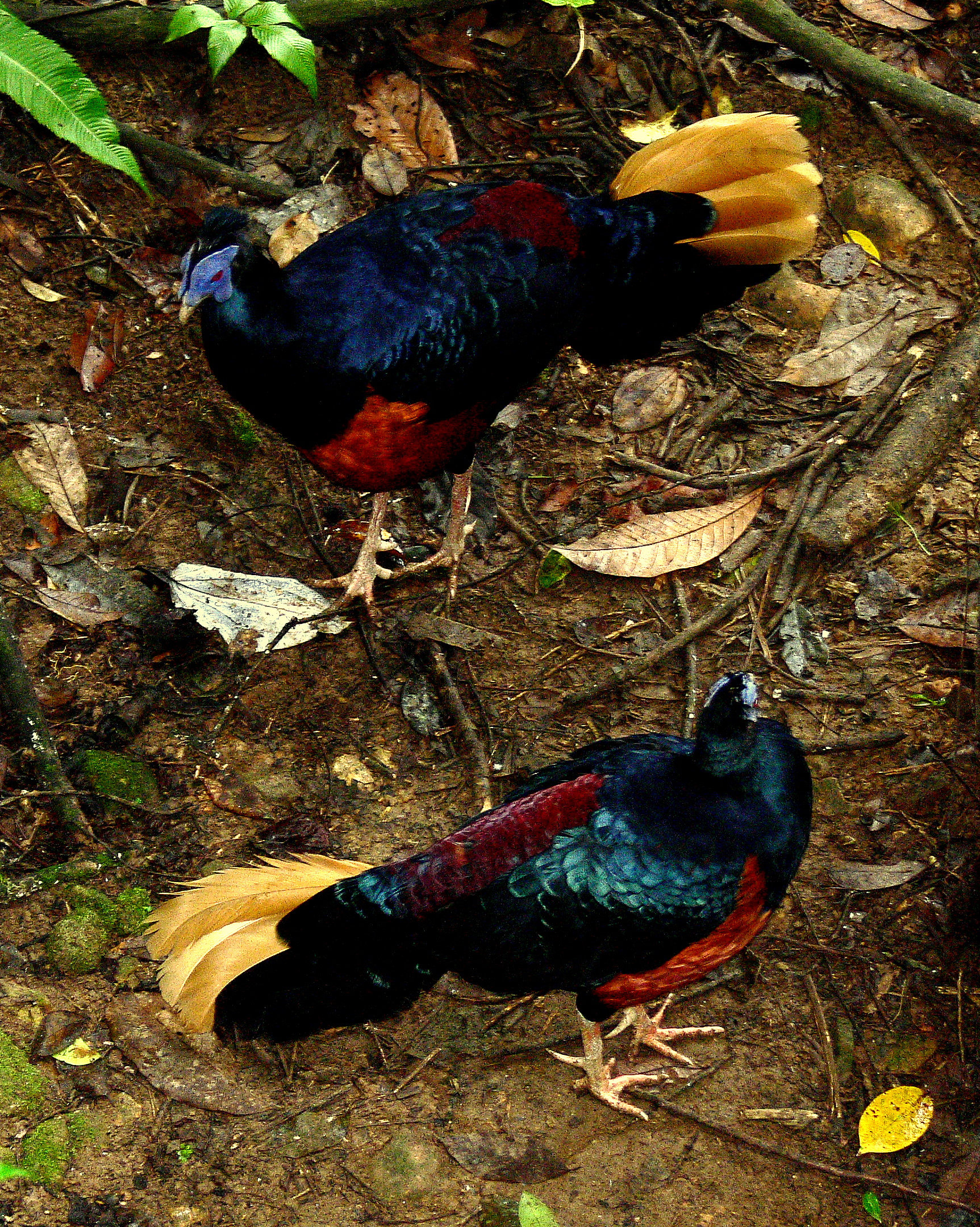 CRESTED FIREBACKS.JPG
