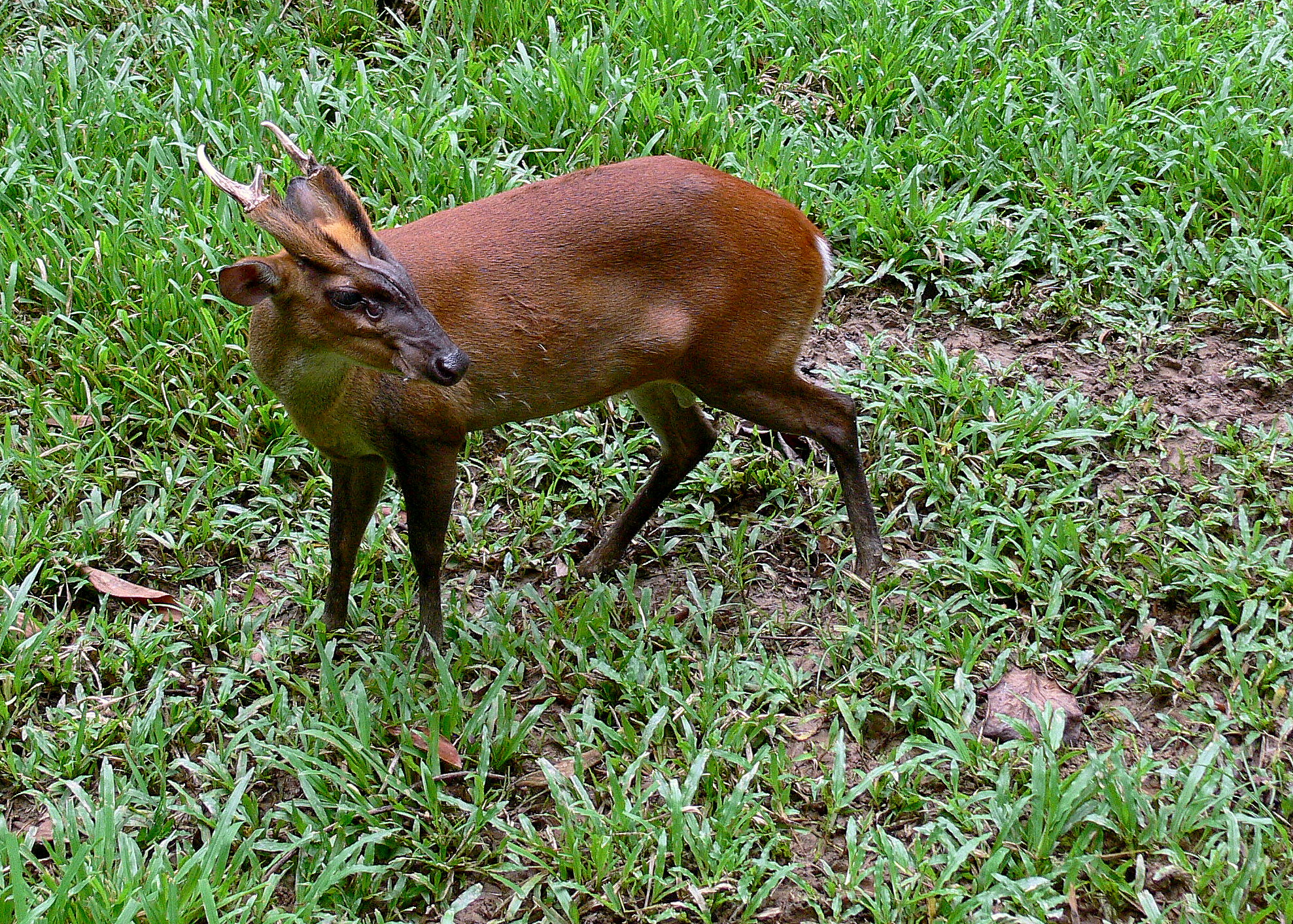MUNTJAC.JPG