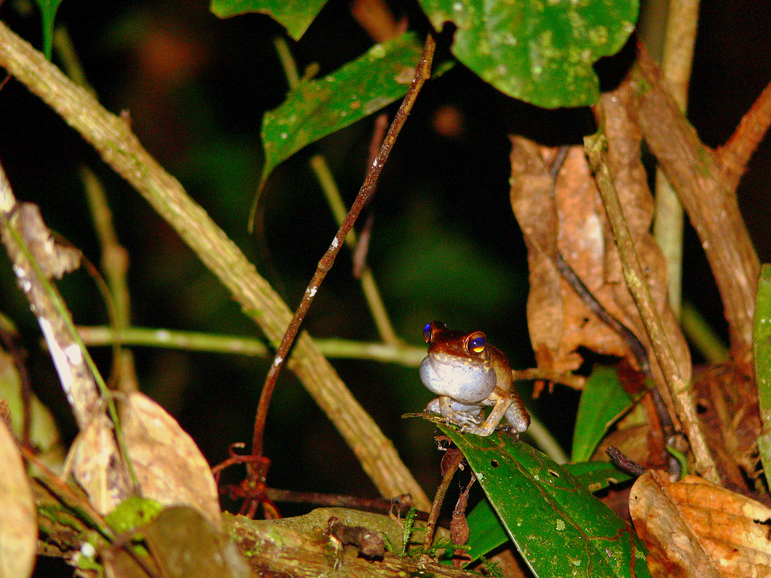 READY TO CROAK.JPG
