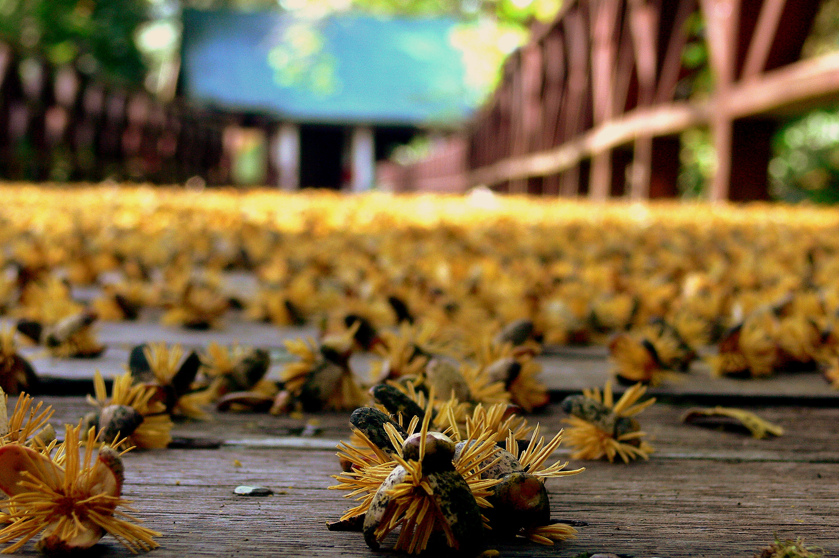 SPIKY CARPET.JPG