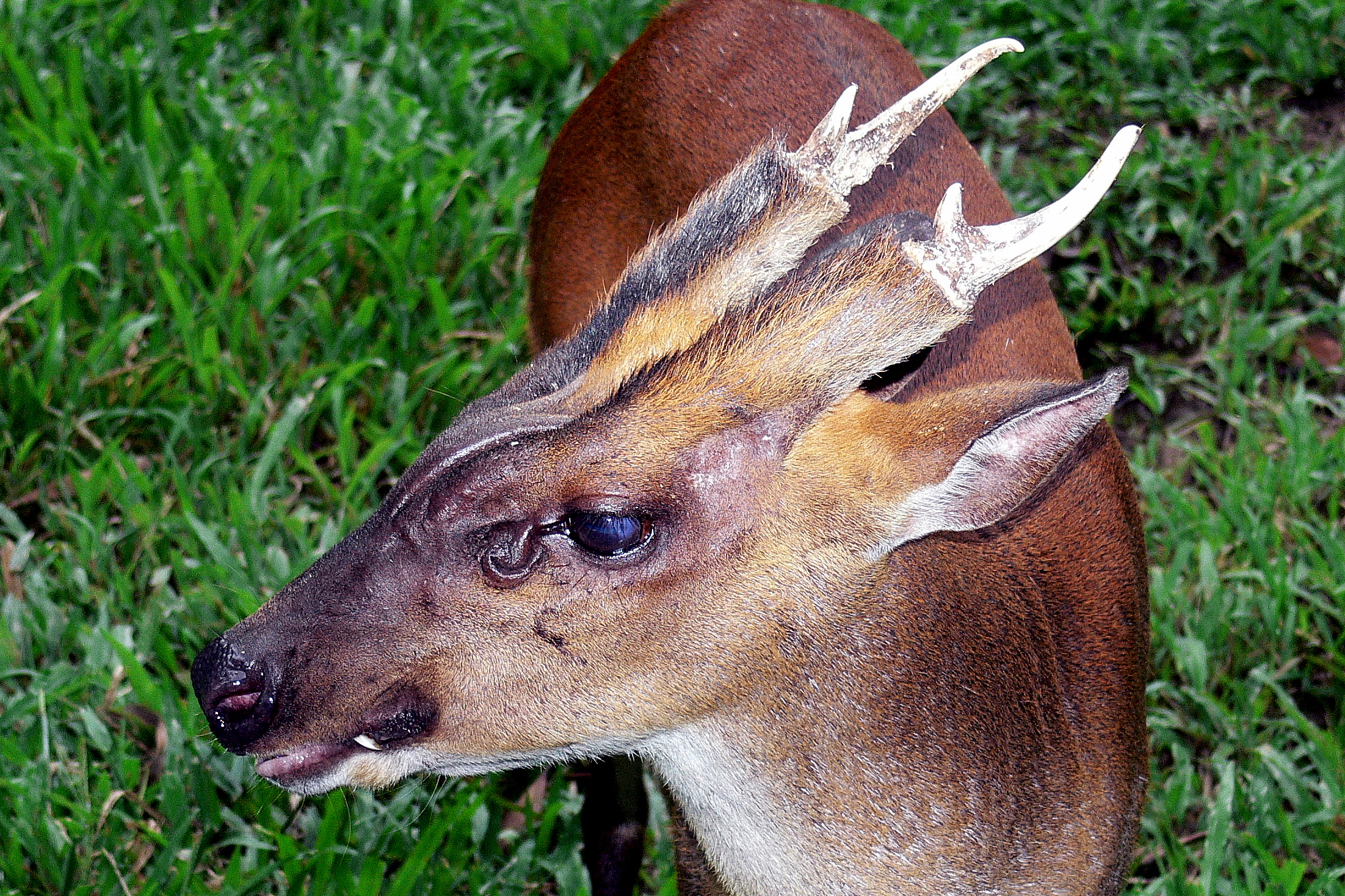 MUNTJAC #2.JPG
