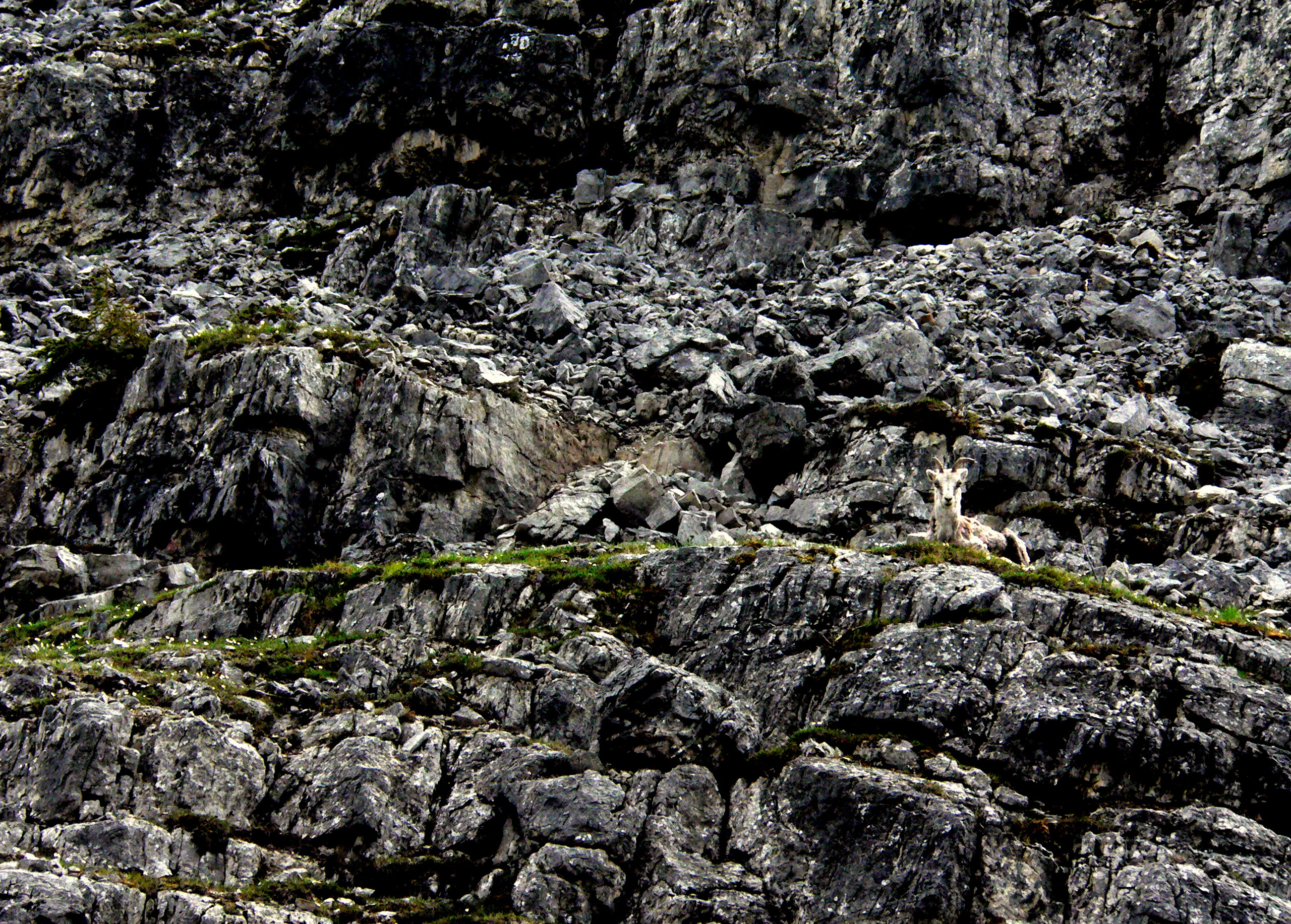 STONE SHEEP #2.JPG