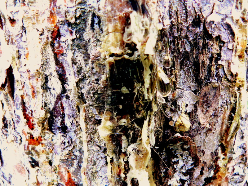 GRIZZLY HAIRS ON RUBBING TREE.JPG