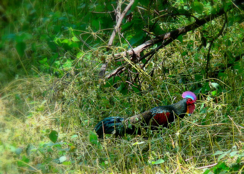 GREEN JUNGLEFOWL ROOSTER.JPG