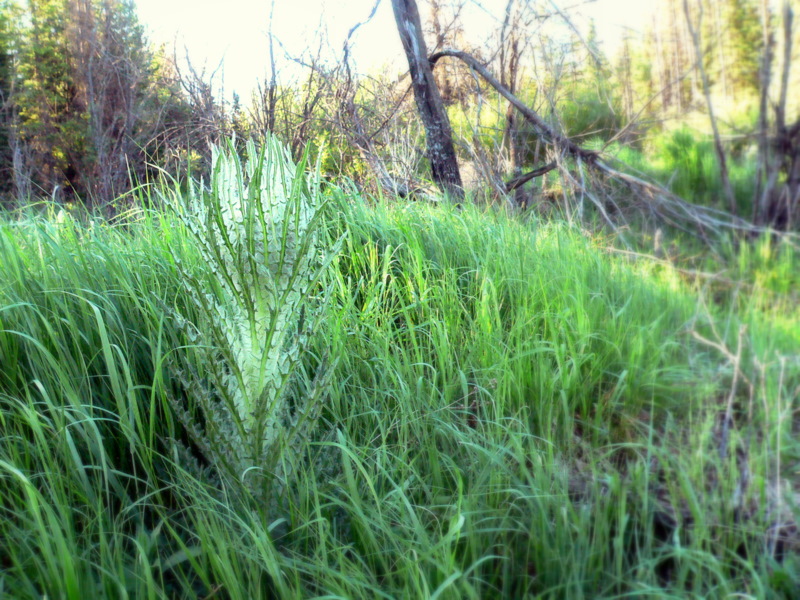 THISTLE.JPG