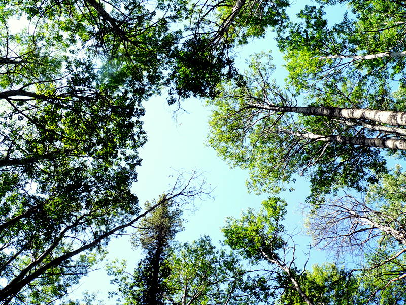 UP THROUGH THE CANOPY.JPG
