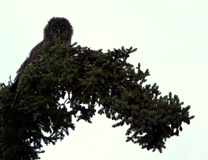 GREAT GREY FLEDGLING.jpg