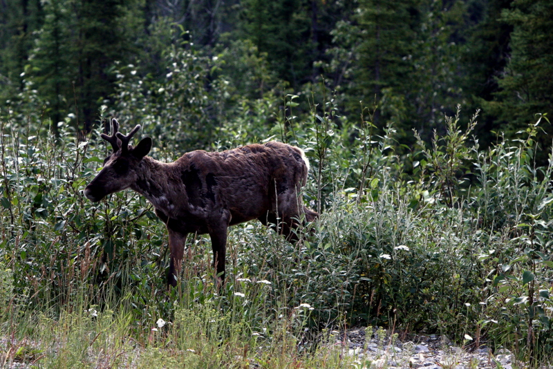 CARIBOU 3.jpg