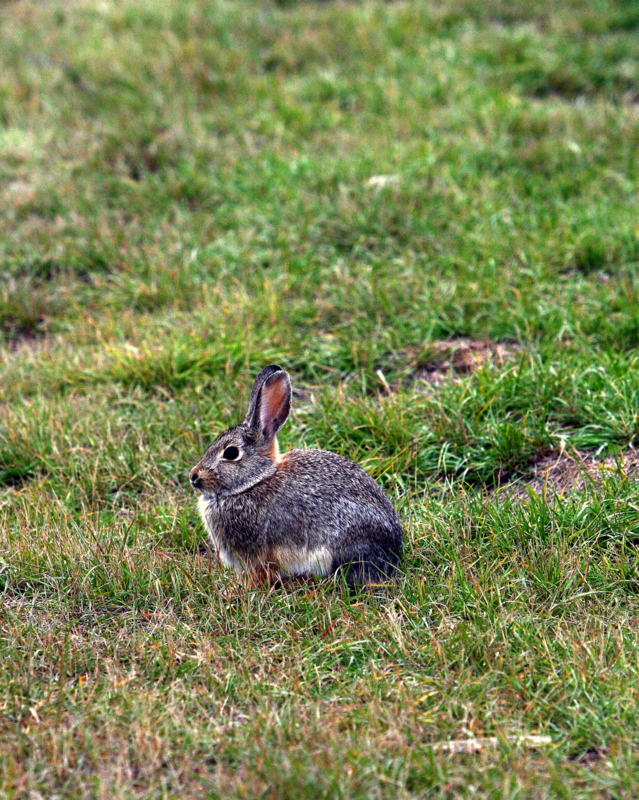 COTTONTAIL.jpg