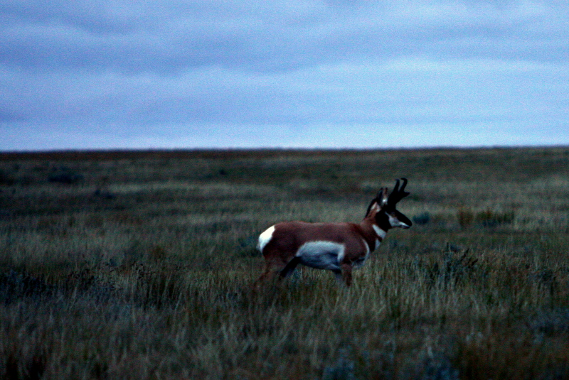 PRONGHORN BUCK AT DUSK.jpg