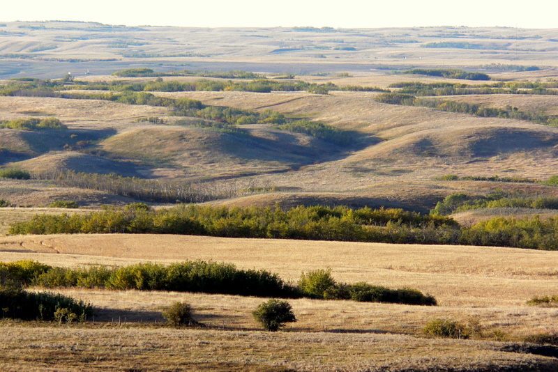 PARKLAND-PRAIRIE INTERGRADE NEAR GOOSEBERRY LAKE.JPG
