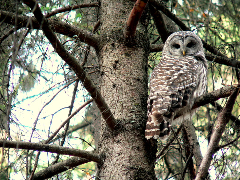 BARRED OWL.JPG
