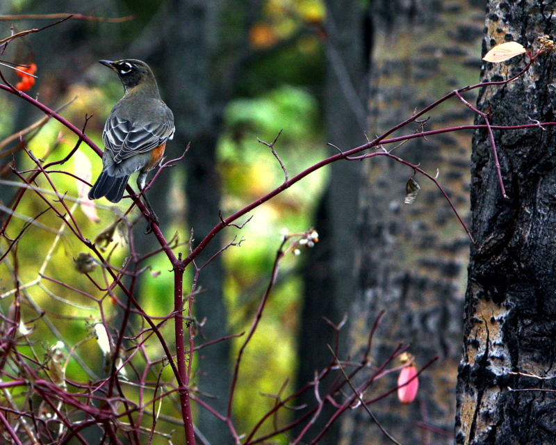 MIGRATING ROBINS 1.JPG