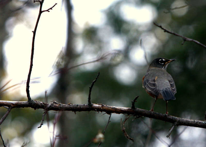 MIGRATING ROBINS 2.JPG