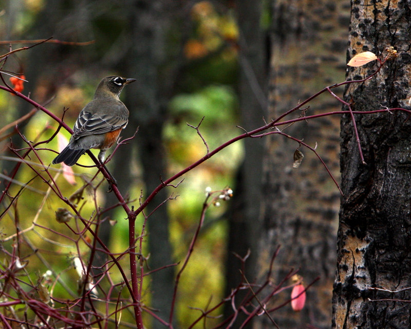 MIGRATING ROBINS 4.JPG