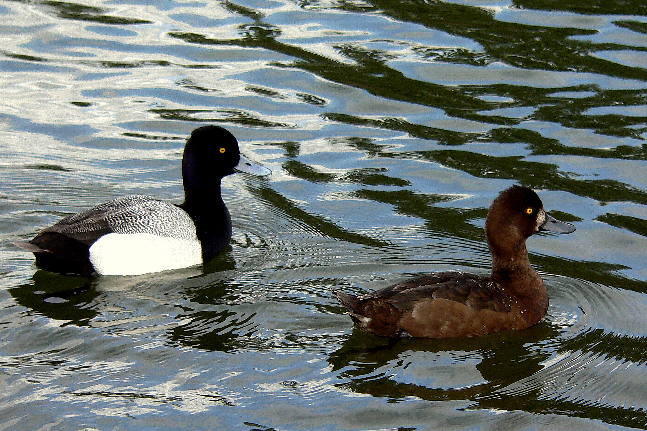 LESSER SCAUPS.JPG