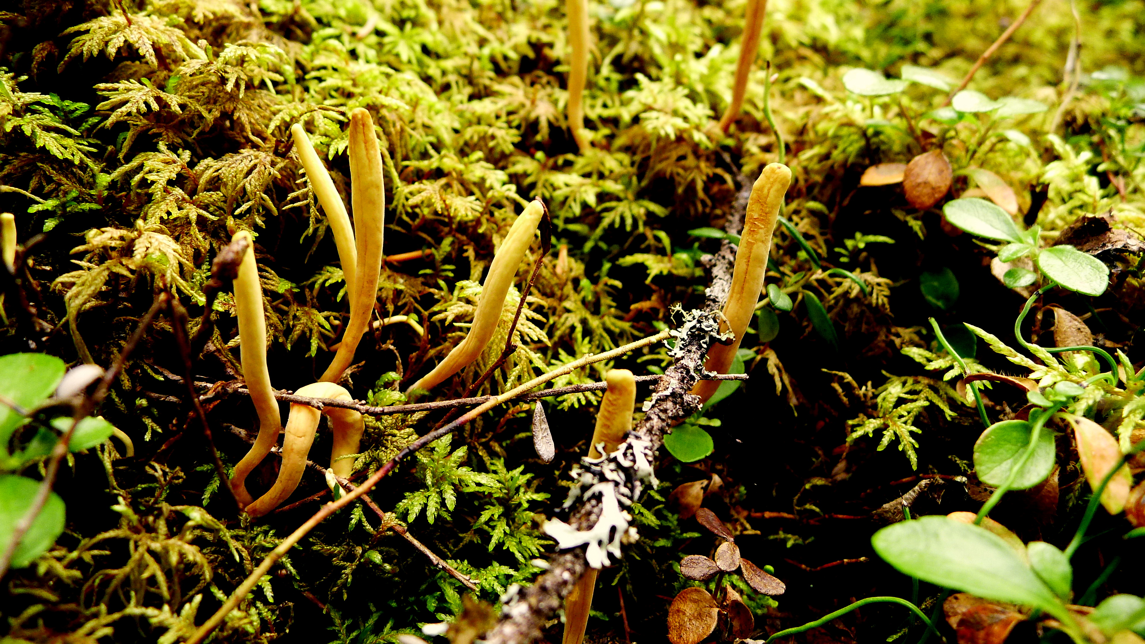 CLAVARIADELPHUS SP.JPG