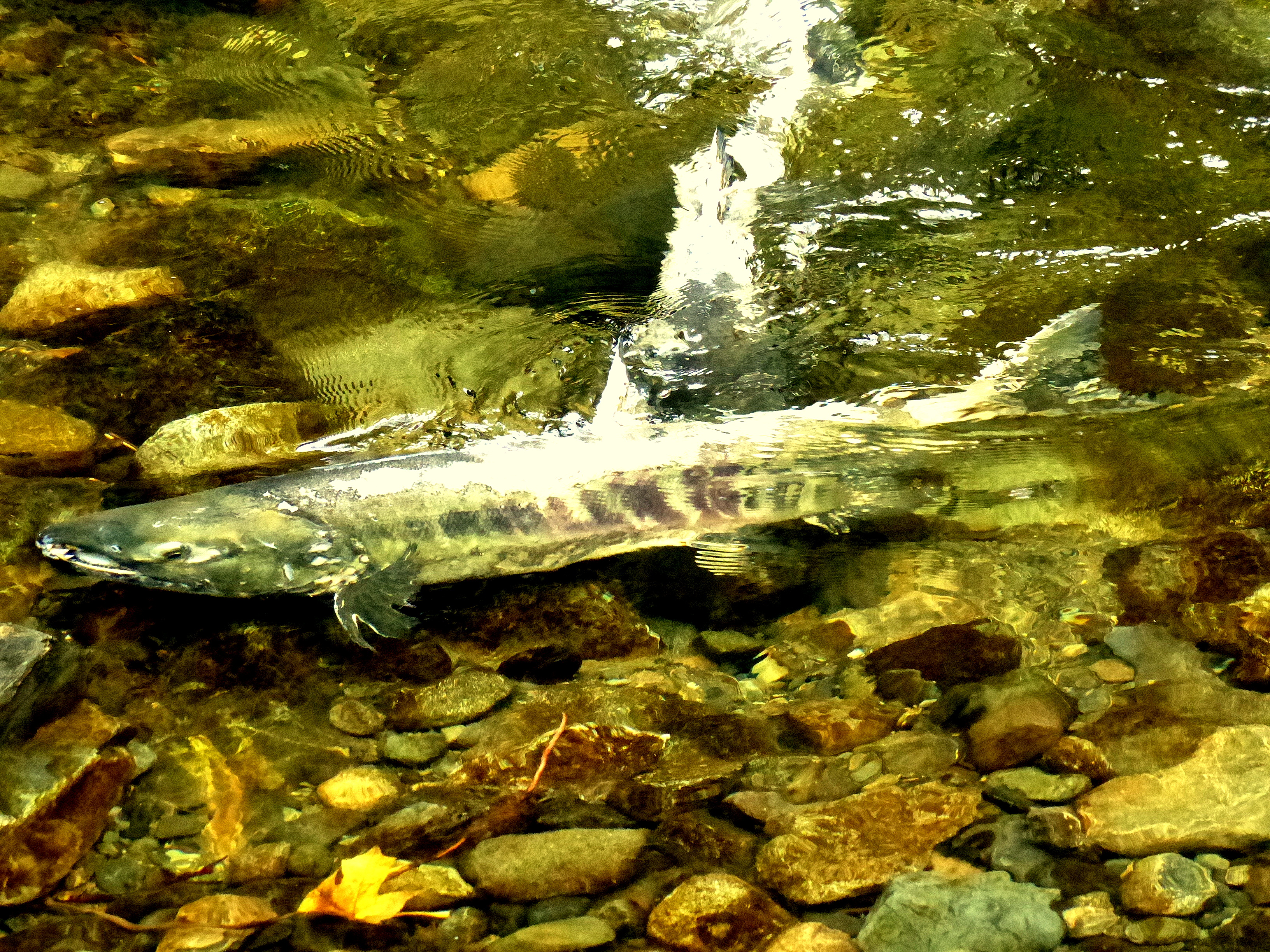 MALE SHOWING ARCHED SNOUT.JPG