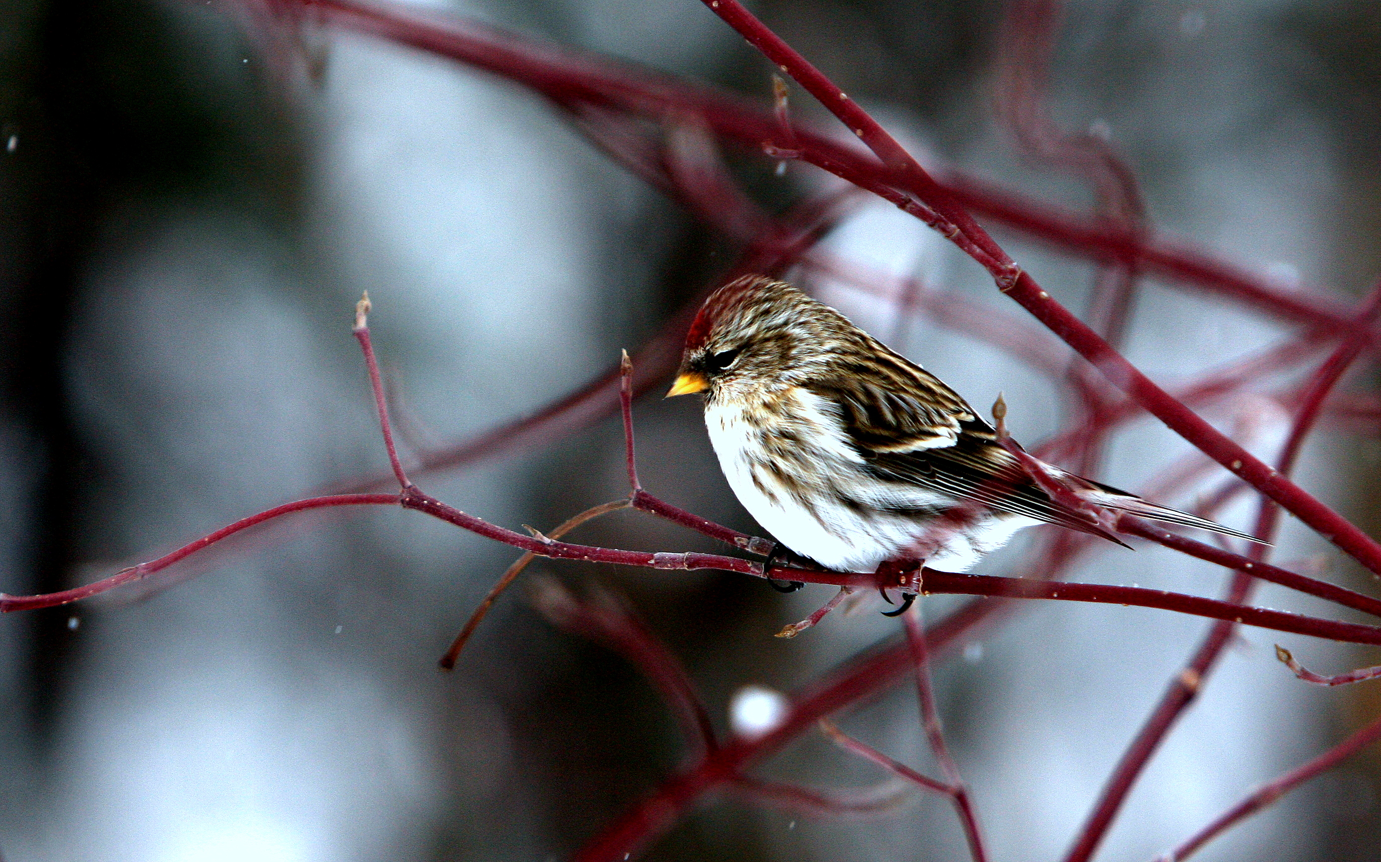 COMMON REDPOLLS 2.JPG
