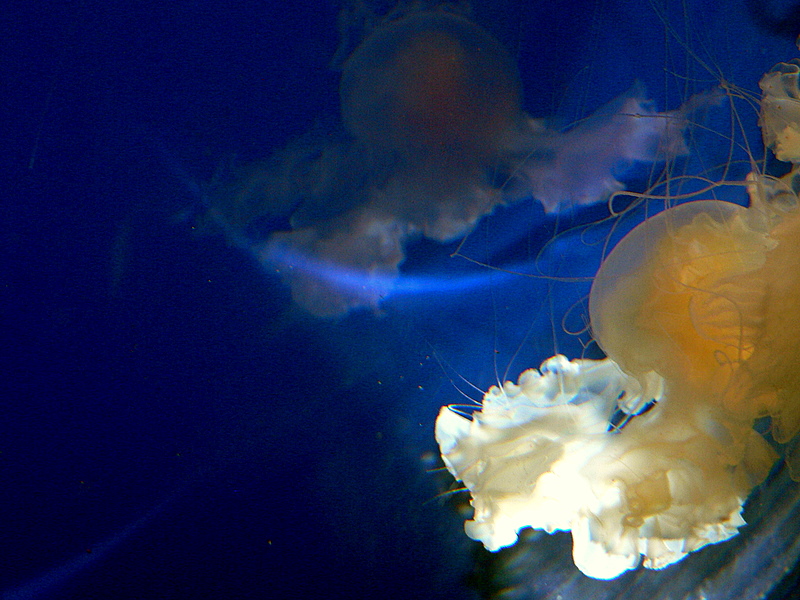 FRIED EGG JELLYFISH #1.JPG