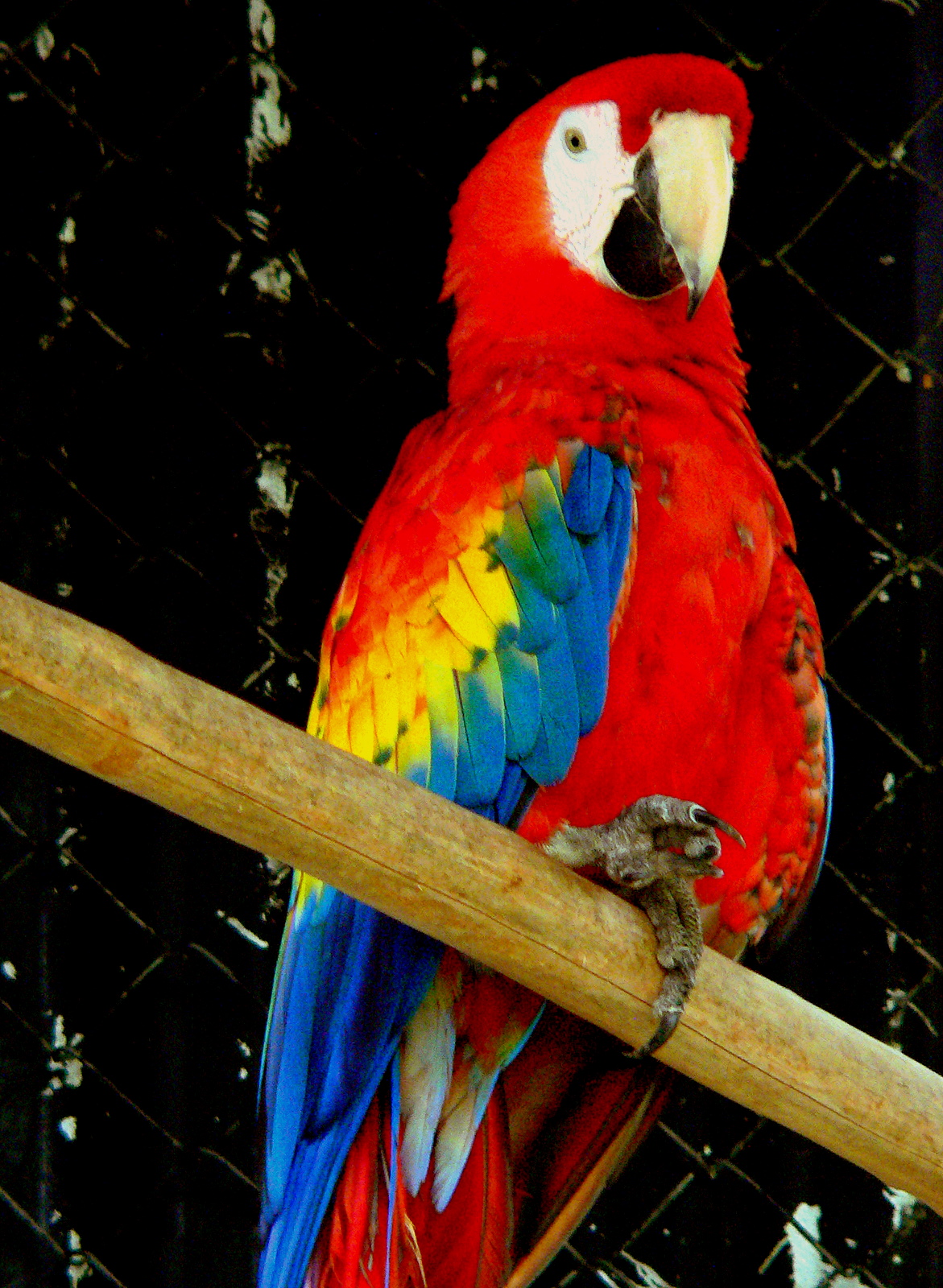 SCARLET MACAW.JPG