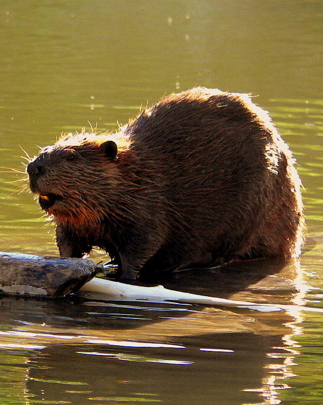 BEAVER.JPG